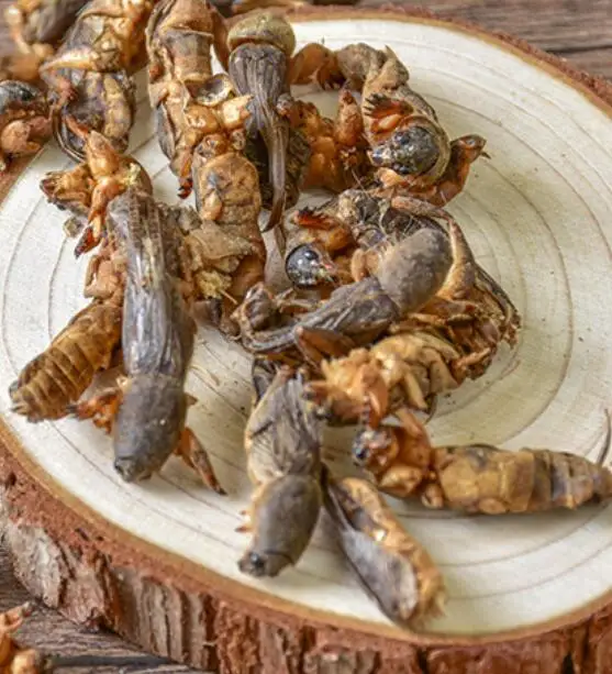 
Lou gu 1KG new sulphur free whole dried Mole Crickets for sale 