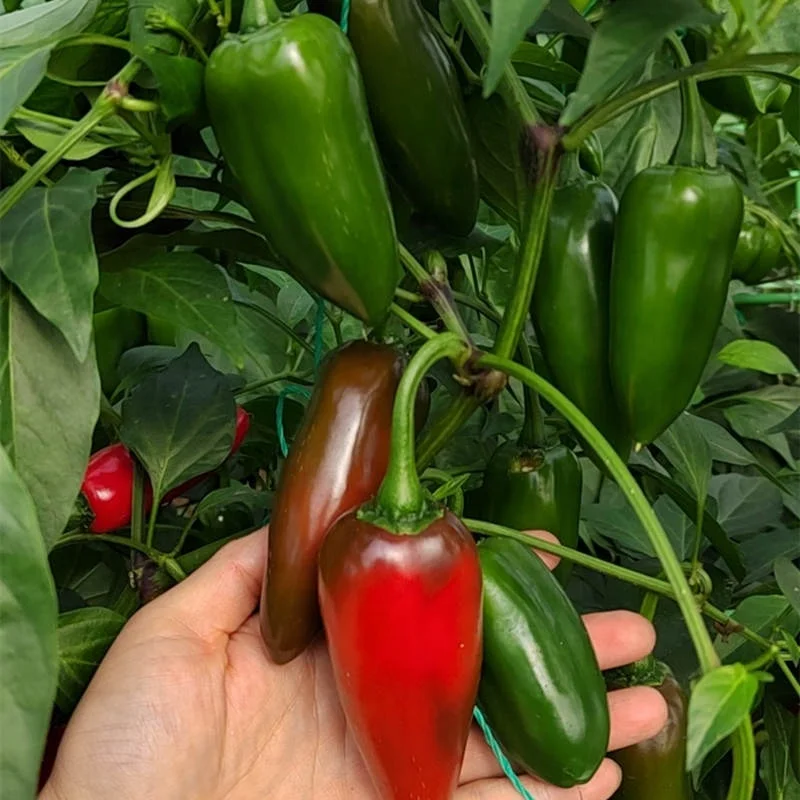 Гибридные семена горячего зеленого Красного перца всех сортов