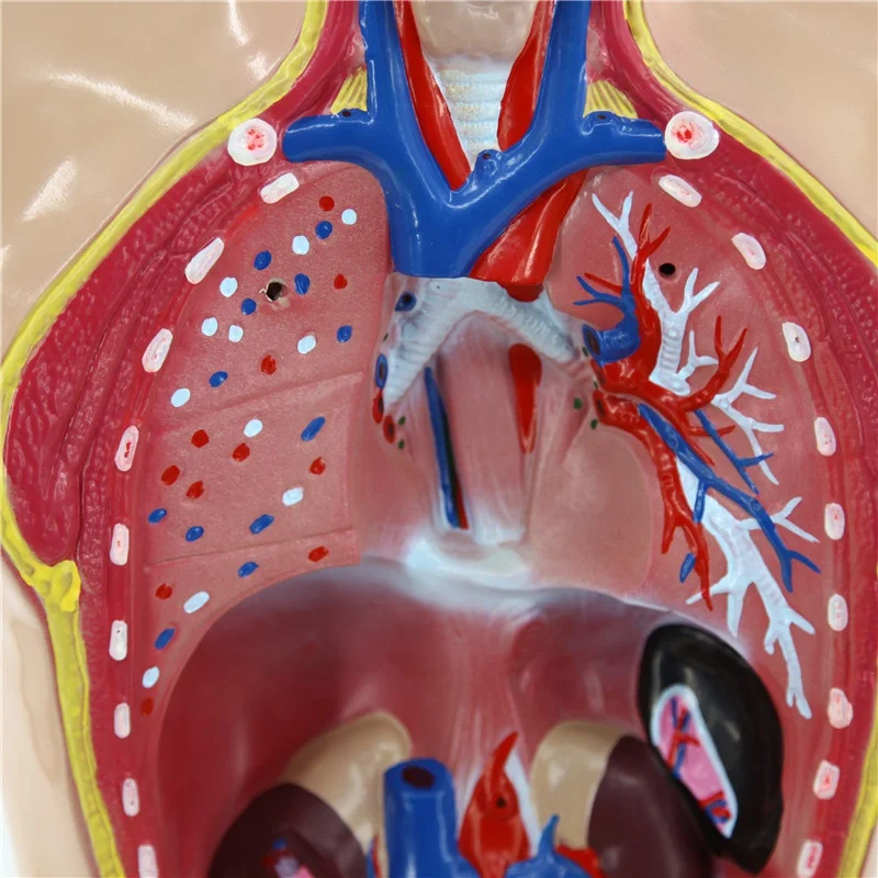 Human Sexless Torso 85cm