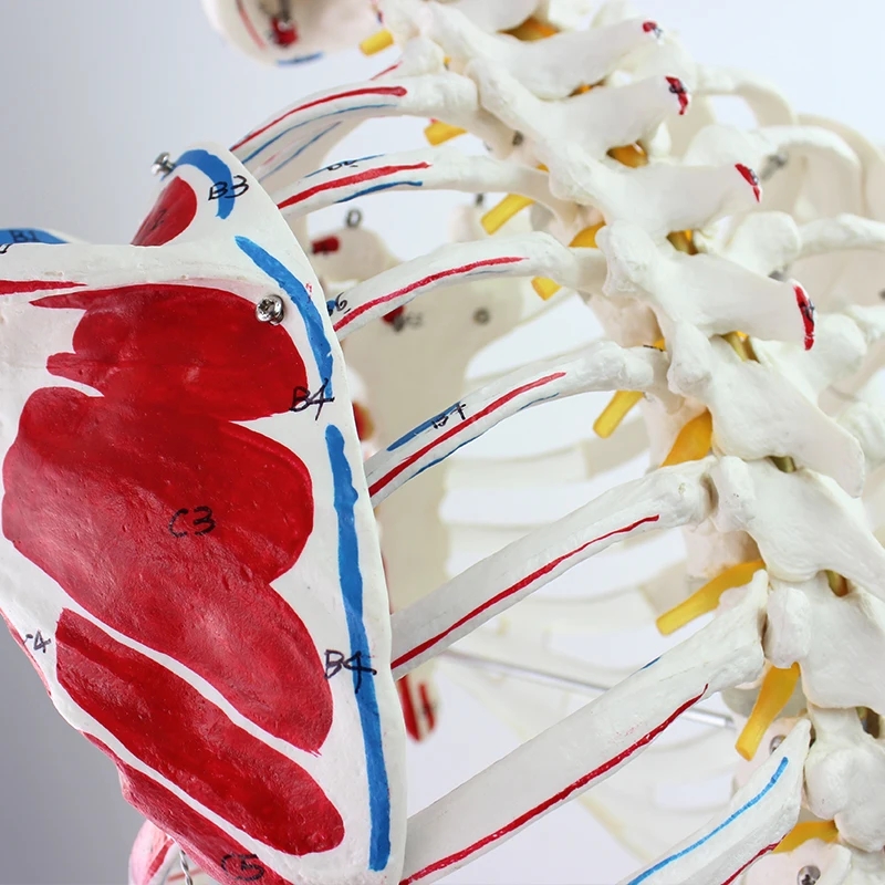 Научные модели человеческого скелета с односторонними окрашенными мышцами из ПВХ