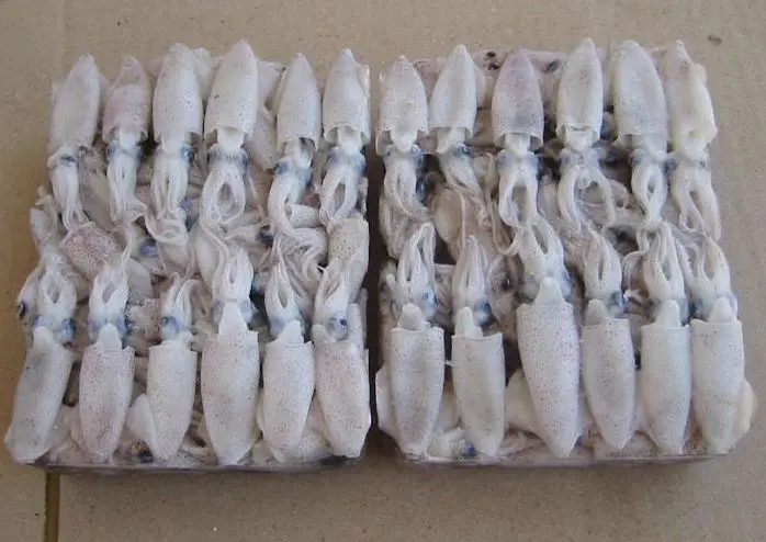 Sell High-Quality Fresh The Natural Nutrition Frozen Whole Baby Squid For Sale