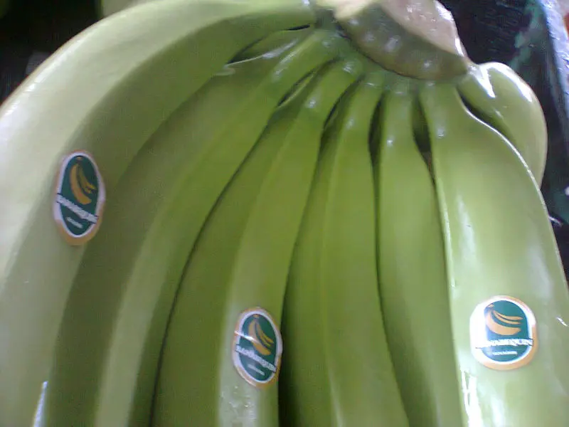 Green BANANAS from Ecuador