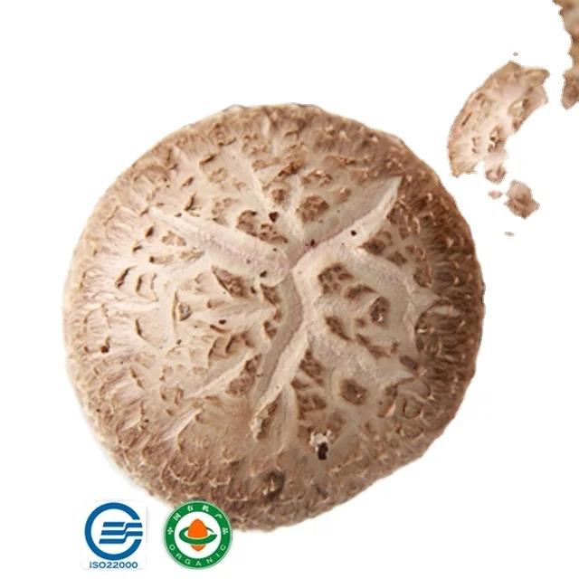 Qihe высокое качество легковырабатываемые грибы с высокой урожайностью shiitake.