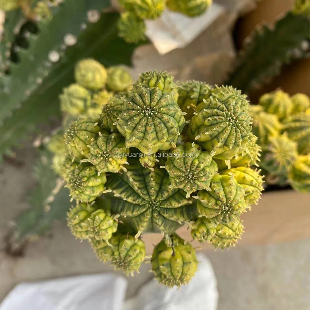 
Grafted cactus for wholesale Succulent Plants indoor plant Euphorbia meloformis variegata cactus 