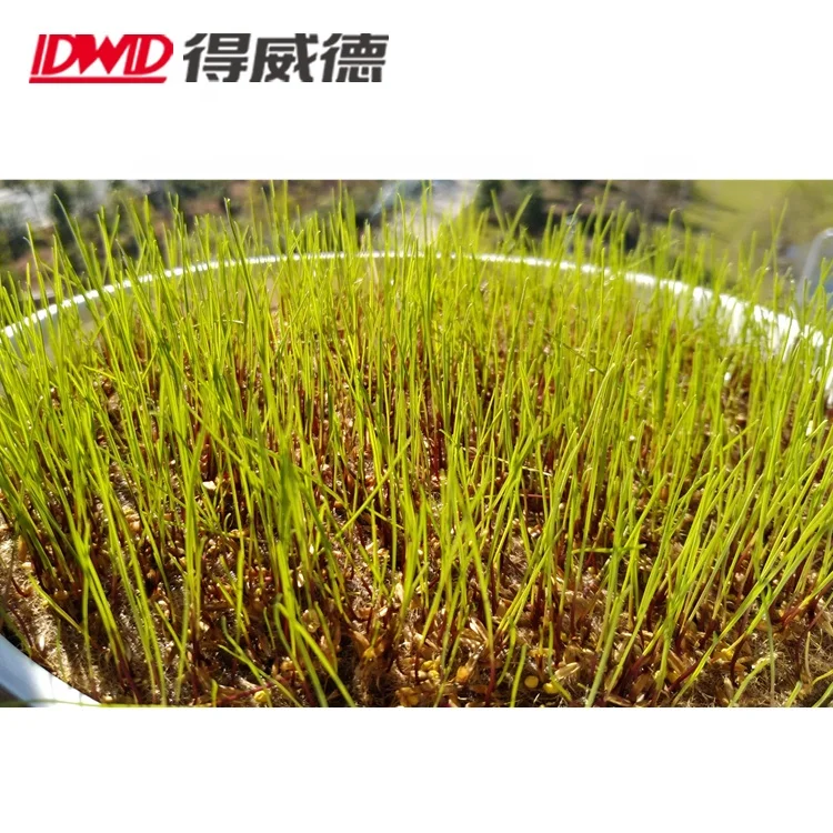 10 Pack Jute Micro Green Seed Pads