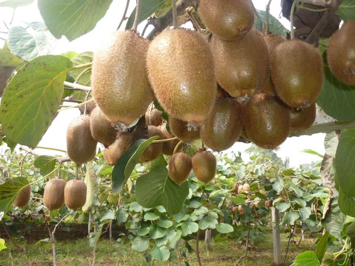  Высококачественные свежие китайские киви зеленые сердца обогащенные витамины С фрукты цена