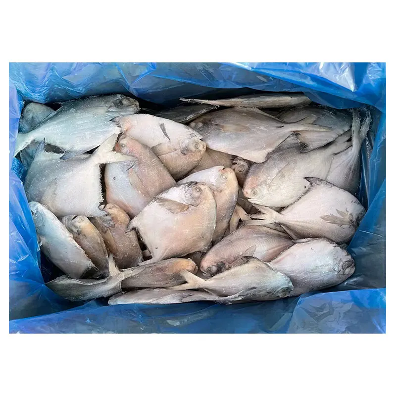 Pomfret a Grade Healthy Food Bulk Packaging Water Preserved Whole Round Fish Frozen Silver White 10 Kg FD 20 Cm TT 30% + 70% 90%