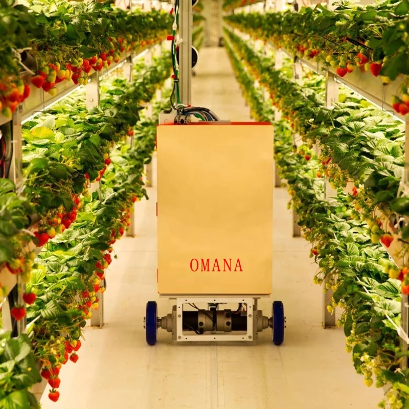 OMANA Indoor strawberry planting equipment Warehouse or greenhouse  indoor growing hydroponic vegetable kit system