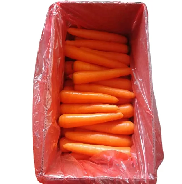 New season fresh carrot  150/200g supply in carton pack