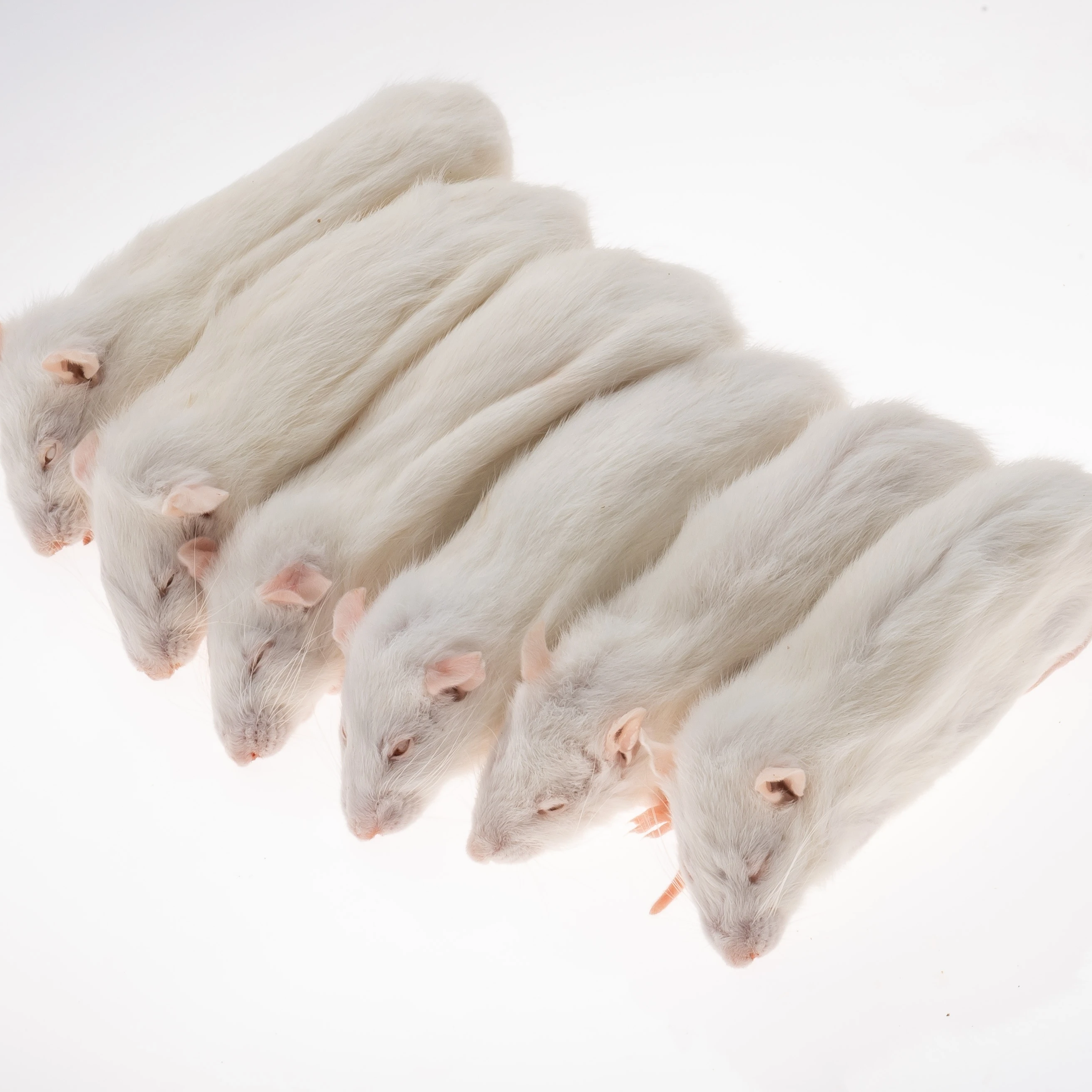 frozen mice  frozen rats