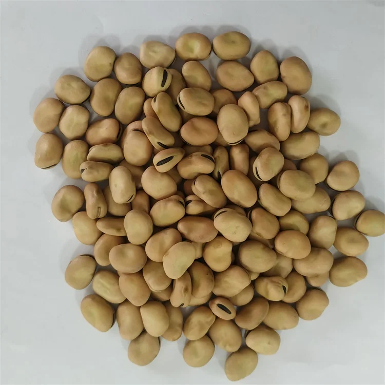 
High Quality Broad Bean Dried Fava Bean For Sale 