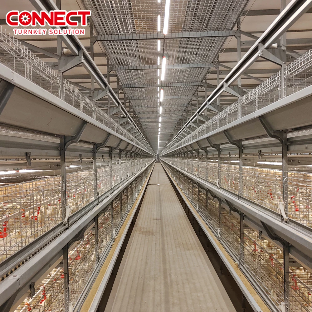 Poultry Farming Feeding management equipment Animal Feeders Coop Machine Automatic Chicken Cage System