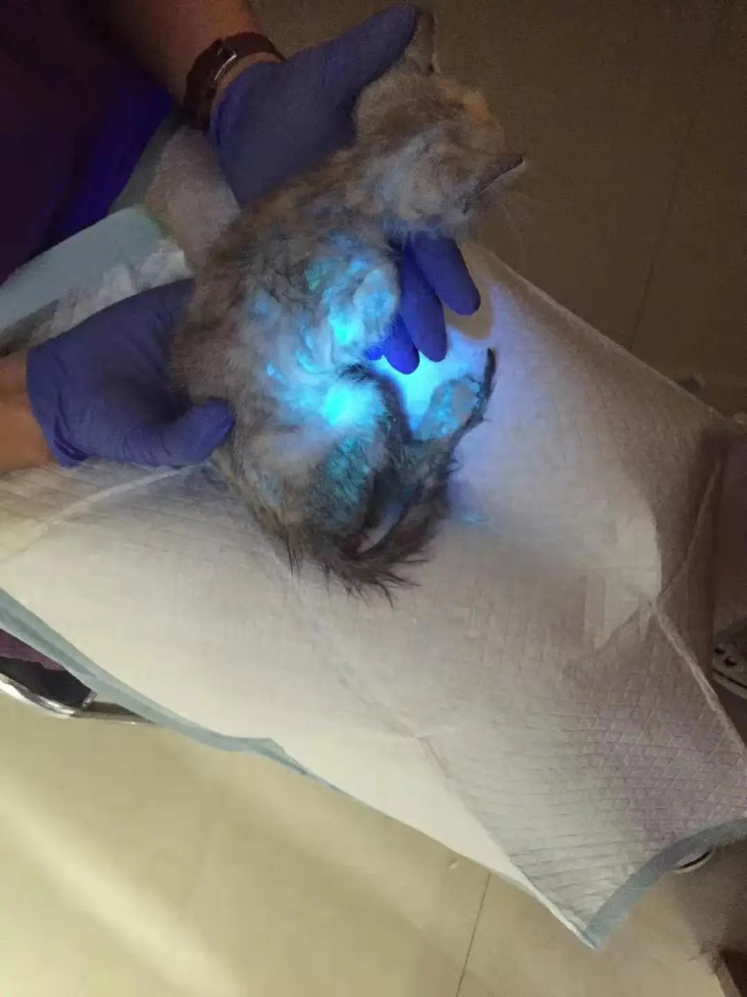 Zoo Hospital veterinary equipment fungi detecting LED lamp Woods Lamp from China