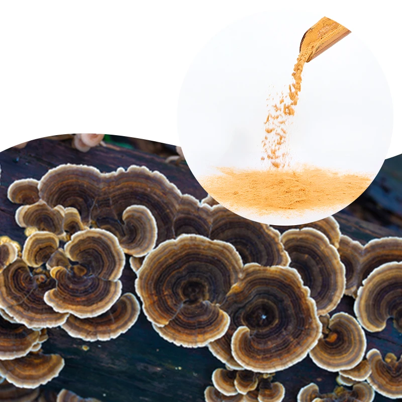 Plant Extract Nutritional Supplement Coriolus Versicolor Organic High Quality Pure Turkey Tail Mushroom Extract