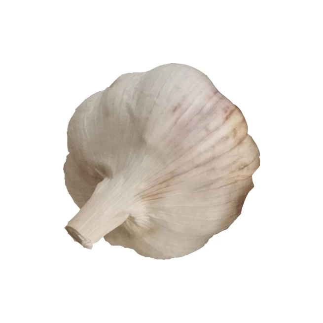 
Cheap price high quality normal fresh garlic new season garlic 