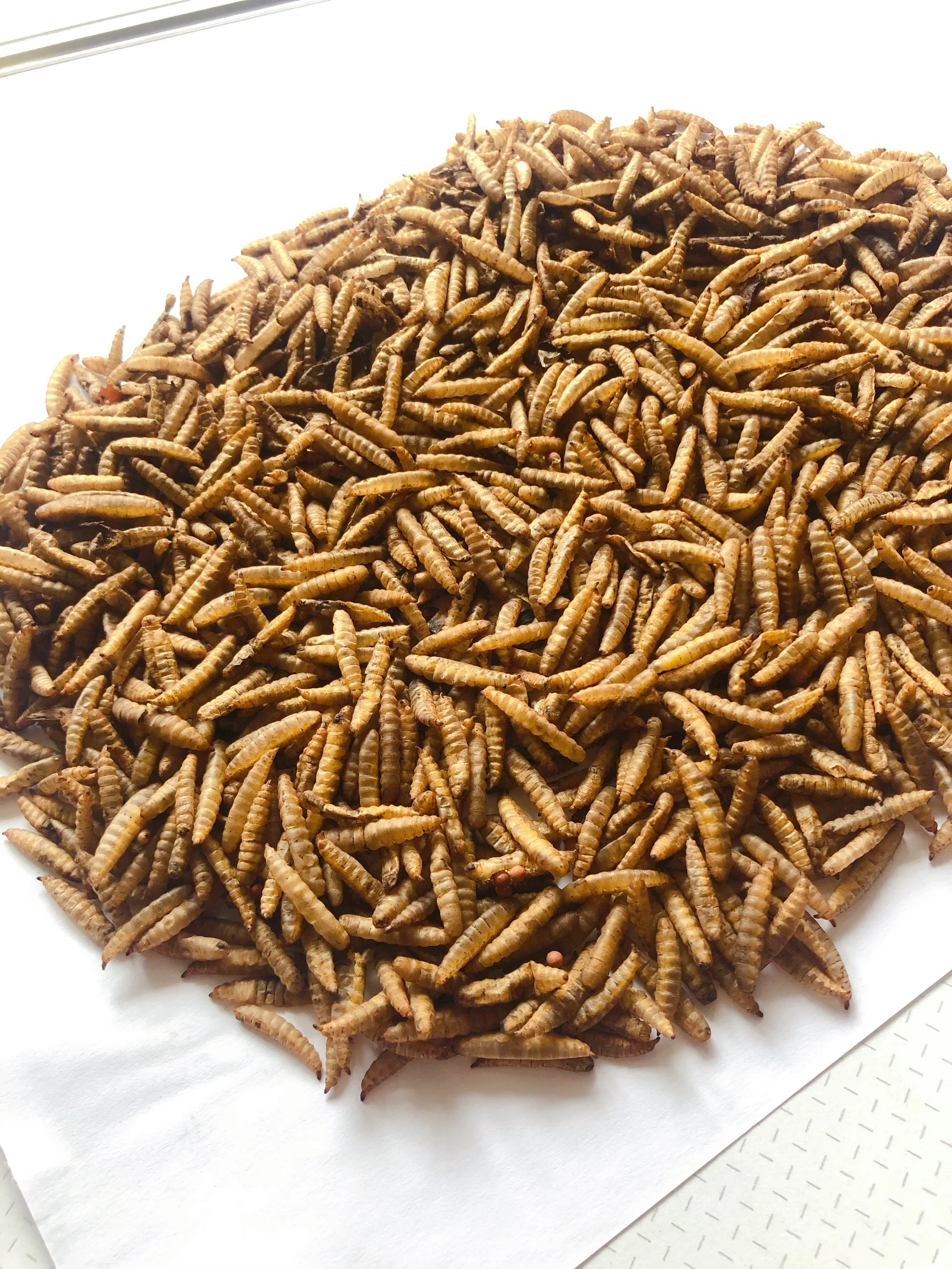 black soldier fly larvae,black soldier fly meal,black soldier fly dried