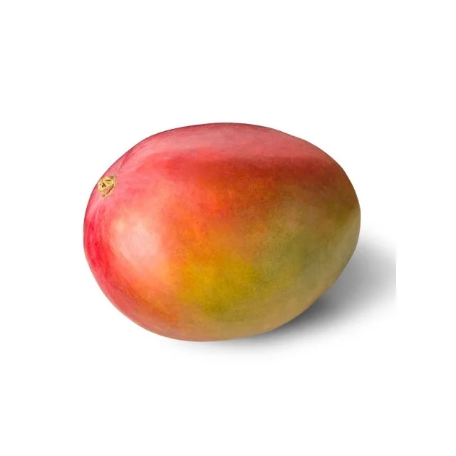 100% Fresh Badami Mango For Best Price
