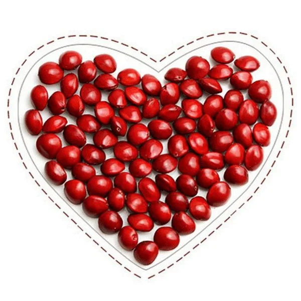 2021 высококачественные семена красного сандалового дерева/семена красного сандалового дерева для посадки