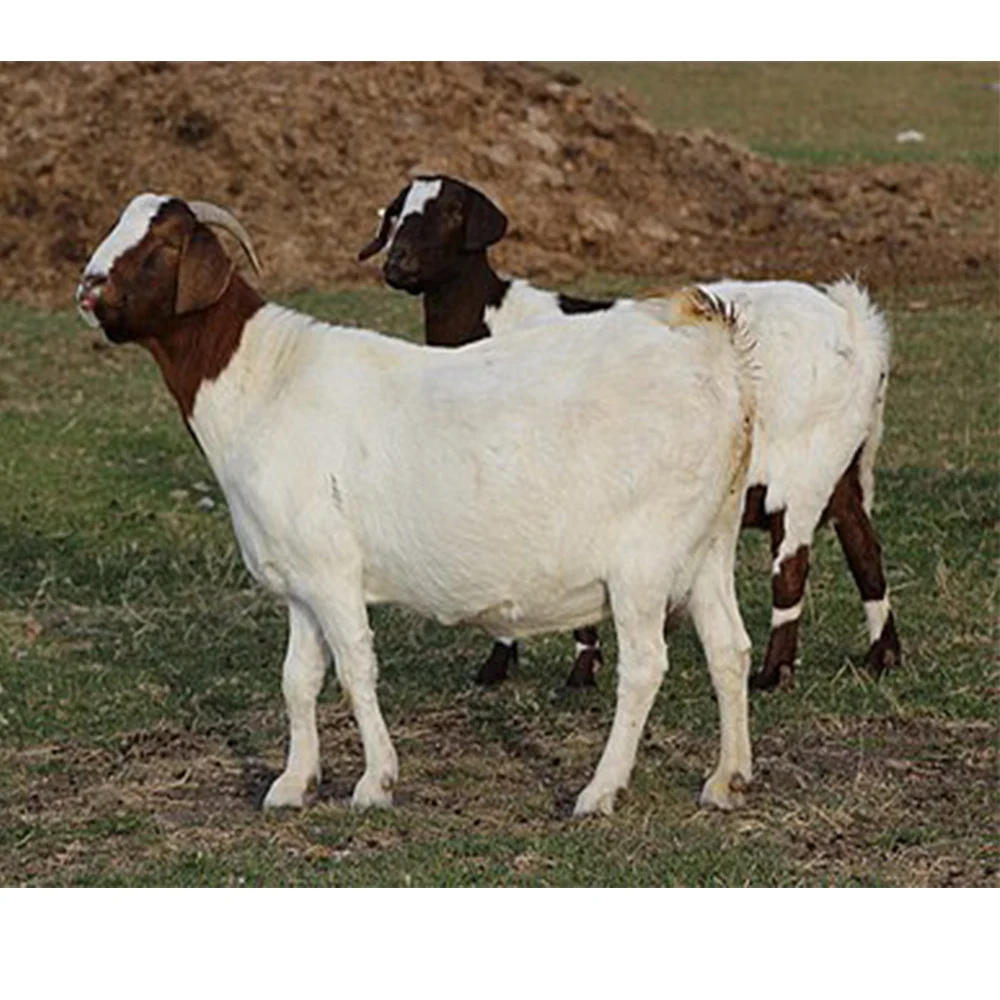 
Live Pure Breed Boer Goat / 100% Full Blood Live Boer Goats / Live Goats..for Distribution 
