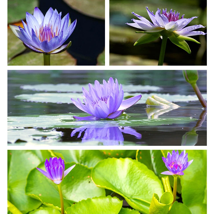 Factory Price Blue Lotus Flower Tea Oem Nymphaea Coerulea Customizable Natural Dried Whole Blue Lotus Blooming Flower Tea