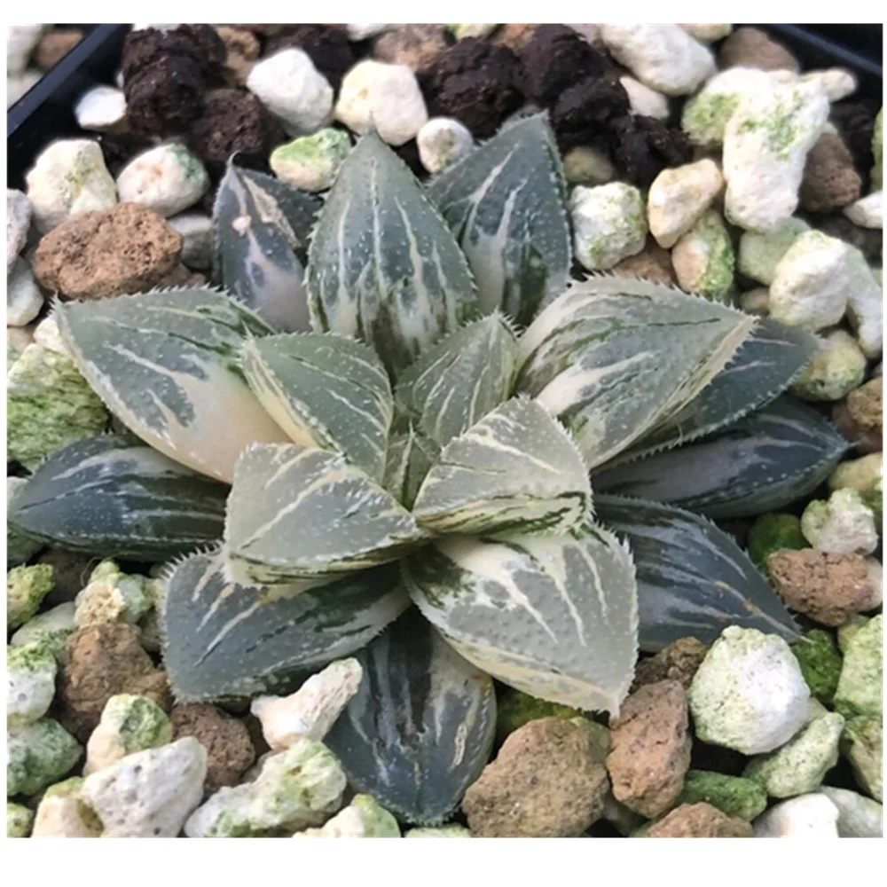 
Rare Succulent plants haworthia real live for office decoration with great color 