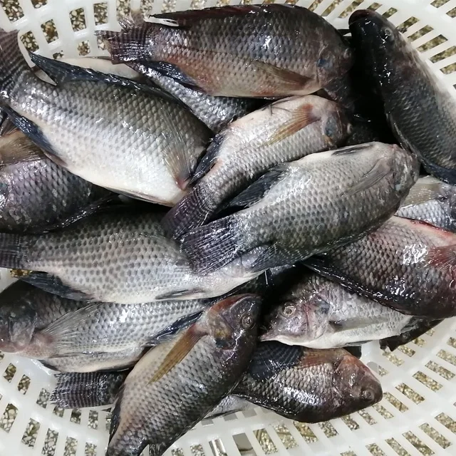 Africa food frozen fresh tilapia 10kg/ctn wholesale price  acultura tilapia