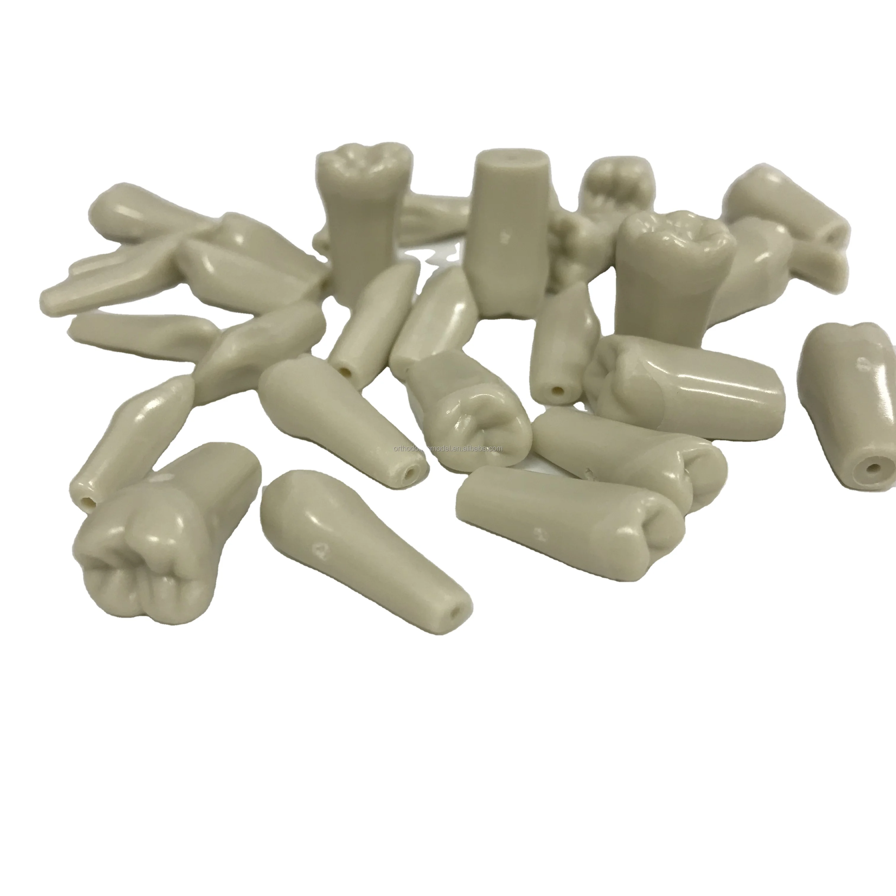 Colombia Typodont Resin Teeth Dental Removable Teeth Detachable Model For Dentist Oral Teaching Medical training equipment