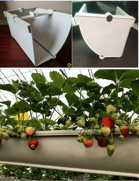 strawberry hydroponics1.png