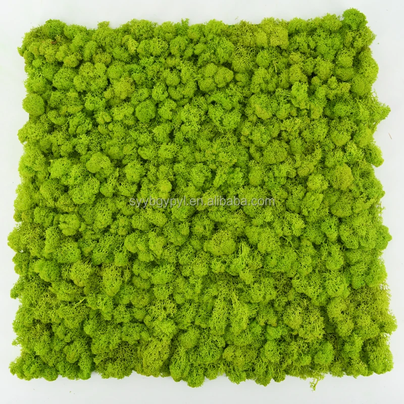 DIY Preserved Stabilized Natural Reindeer Moss decorative 3d 50cm yellowish-green Artificial Moss Wall Panel