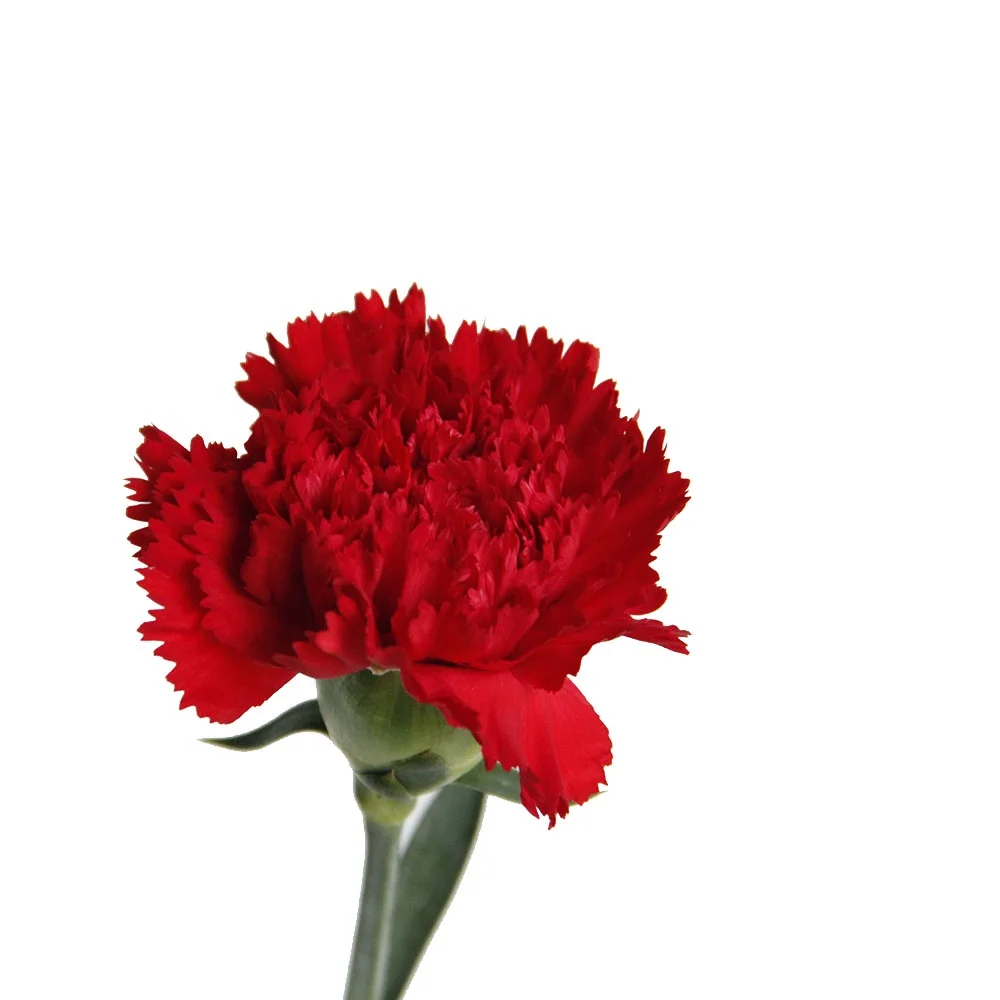 China  Farmland Supply Competitive Price  Fresh Cut Carnation Gilly flower Bulk Flowers Export  Lily For Home Party Decoration