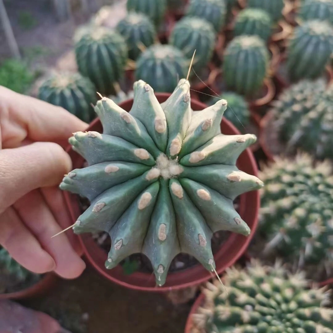 
Woody plants live cactus indoor home gardening decorate plants 