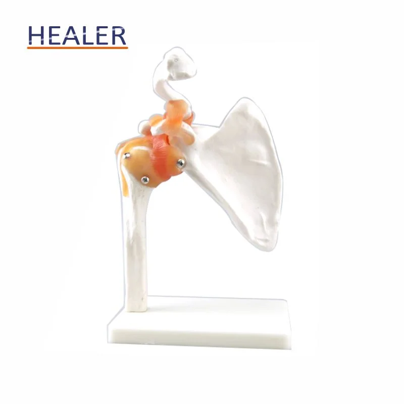 Human Anatomical Shoulder Joint Model, Shoulder Skeleton Model with Ligament