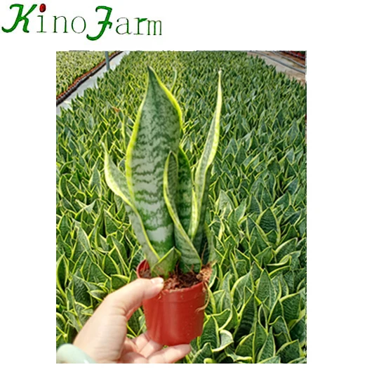 Живое комнатное растение Sansevieria Superba