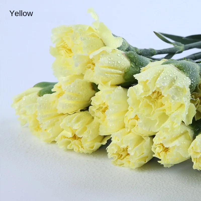 20pcs/pack Kunming Yunnan China Bulk Export Plant Carnation Fresh Cut Flower for Decoration