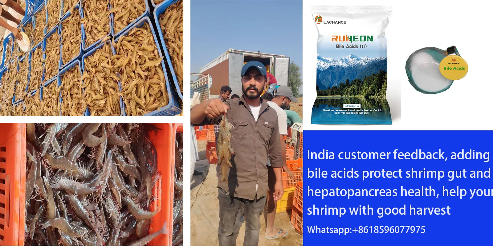 shrimp hepatopancreas.jpg