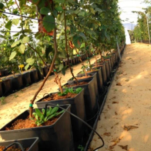 Agricultural Square Plastic PP Hydroponic 25L Blueberry Plants Planters Substrate Grow Bucket