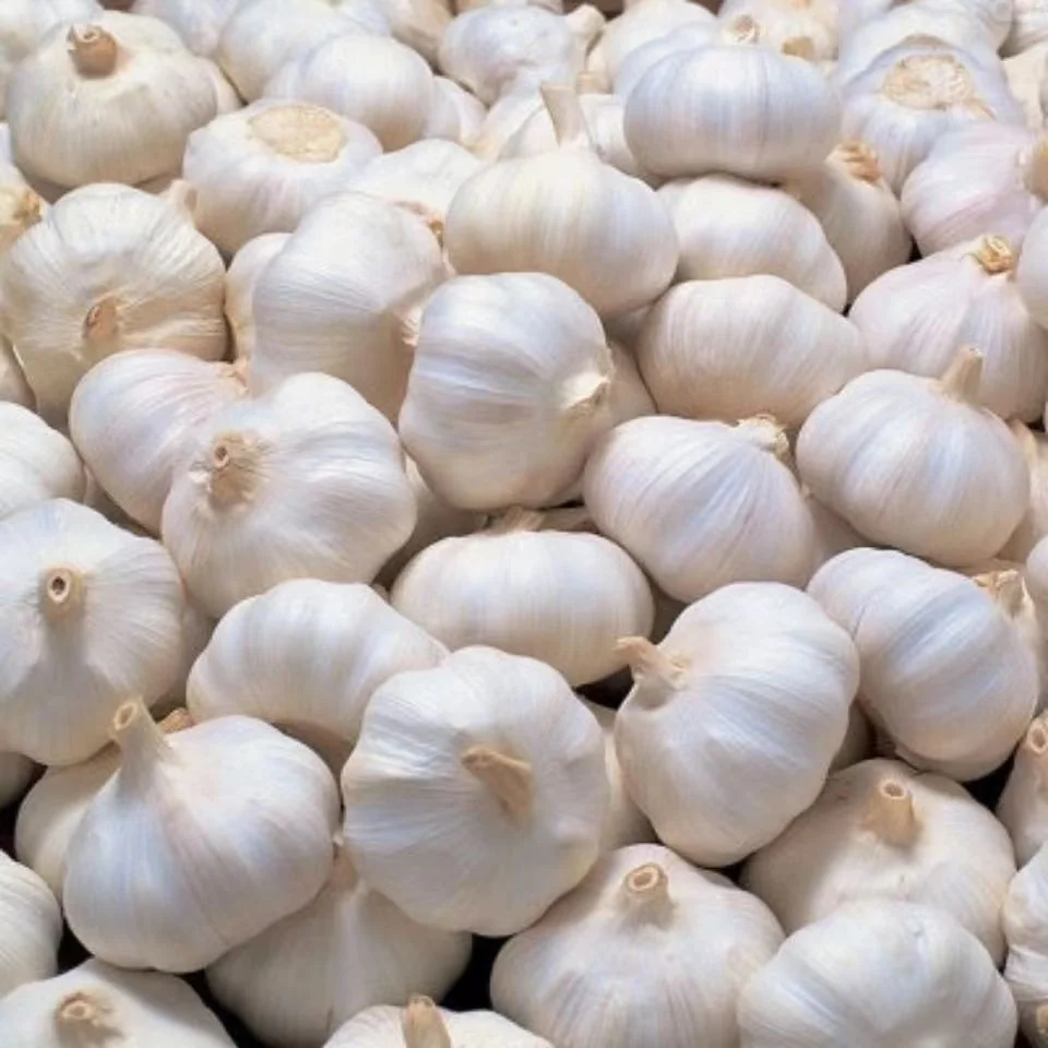 Organic Laiwu Fresh Garlic in China Premium White Garlic Wholesale China White Garlic 3p in Carton