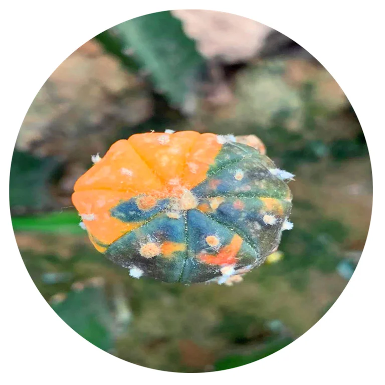 
Wholesale grafting star colorful small cactus live cactus succulent plants for sale 