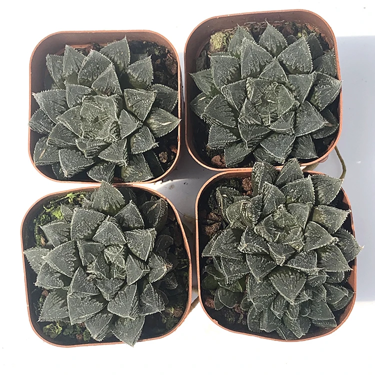 
potted natural hot sale green color succulent plants of x Sedeveria for indoor decoration 