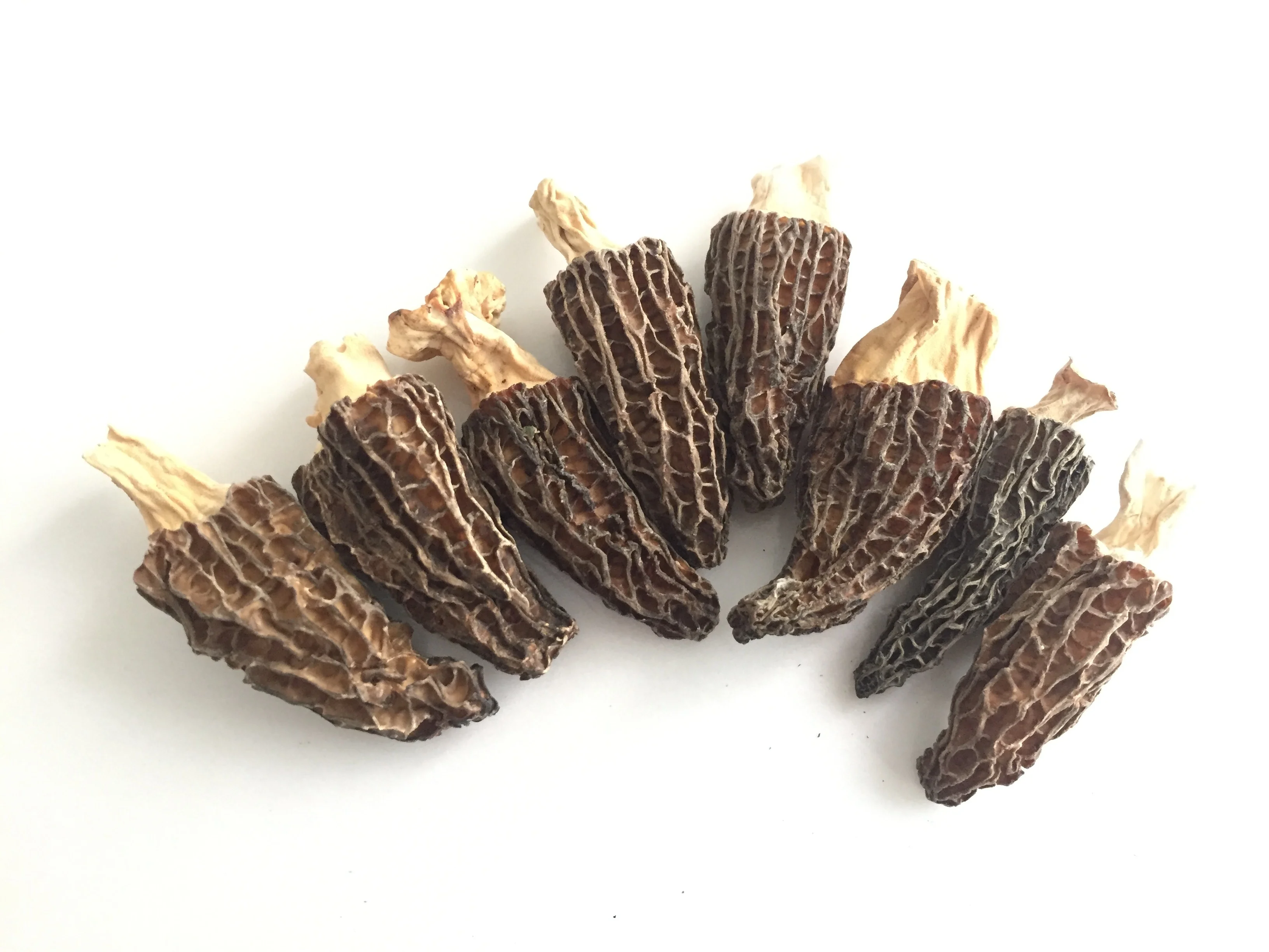 Factory Price Premium Quality Dried Brown Morchella Morels Mushroom Whole with Stem (1-3 CM)
