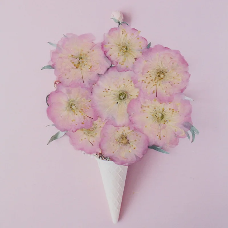 Real dry pressed flowers, cherry blossoms, Begonia flowers