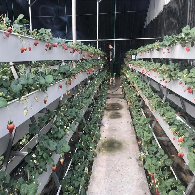 pp planting tank soilless culture strawberry structure equipment Hydroponics shelf low cost greenhouse for Strawberry plant