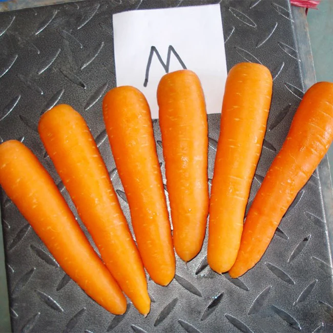 Shandong Fresh Carrot Cheap Price Chinese Fresh Carrots For Export Nutritious and Tasty China Fresh Vegetables
