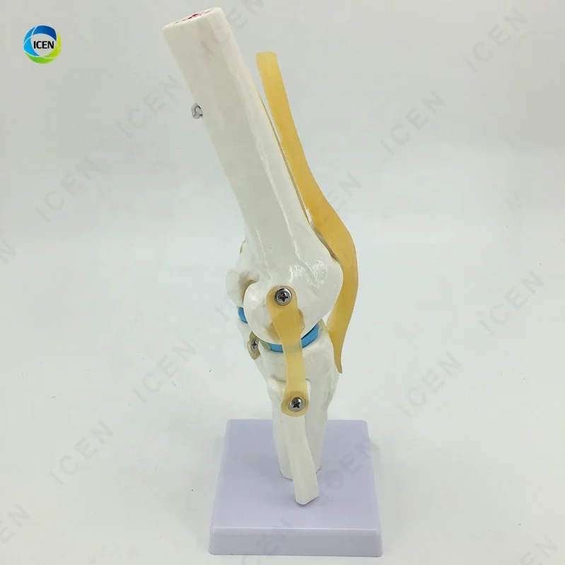 IN-M15 Plastic Elbow Joint With Ligaments,Model Of Human Knee Joint,Elbow Joint Skeleton Model