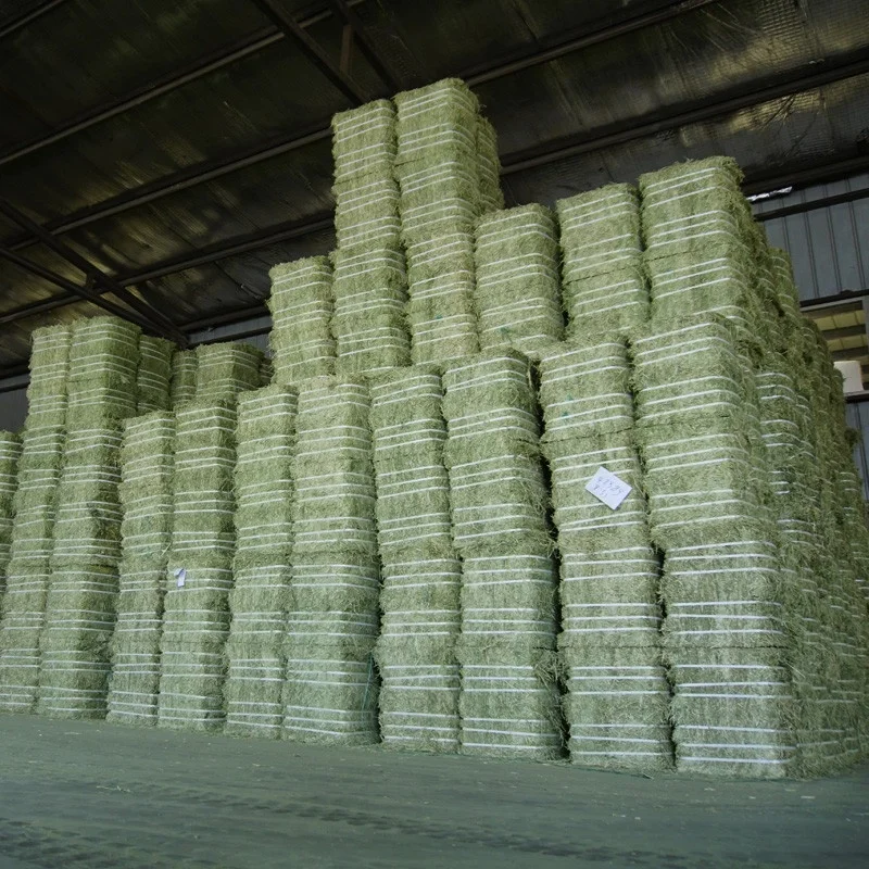 American hay alfalfa for Animal Feed Cattle Horse Chicken Pets
