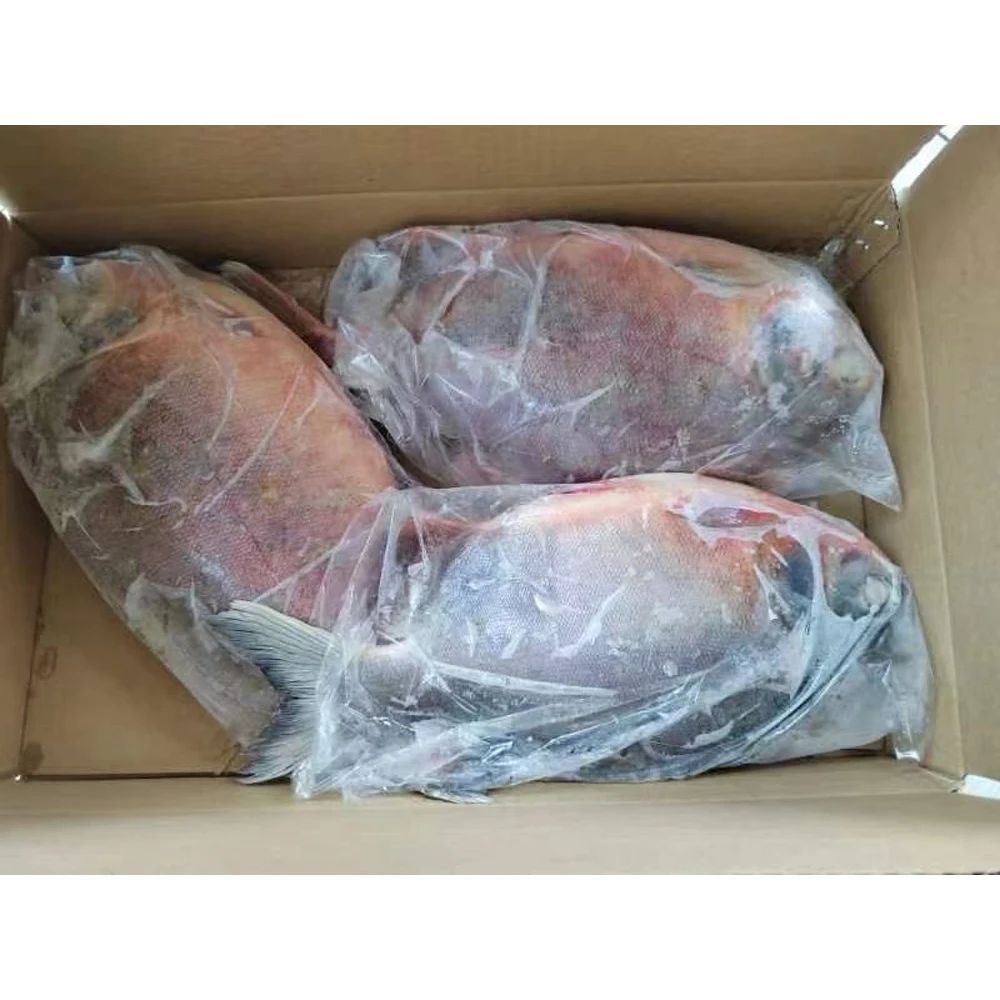 frozen red pauc frozen red pompano fish price wholesale pompano fish frozen red pomfret fish price