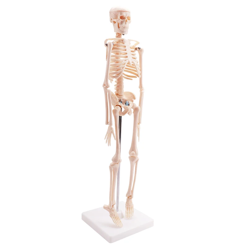 Cheaper human small size skeleton model biological model kids skeleton model