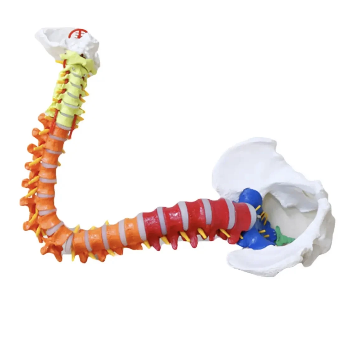 PNT-0120C Spine Model Medical Science Anatomical Model Picture for Medical Science for Medical Use Advanced PVC PNATOMY CN;JIA