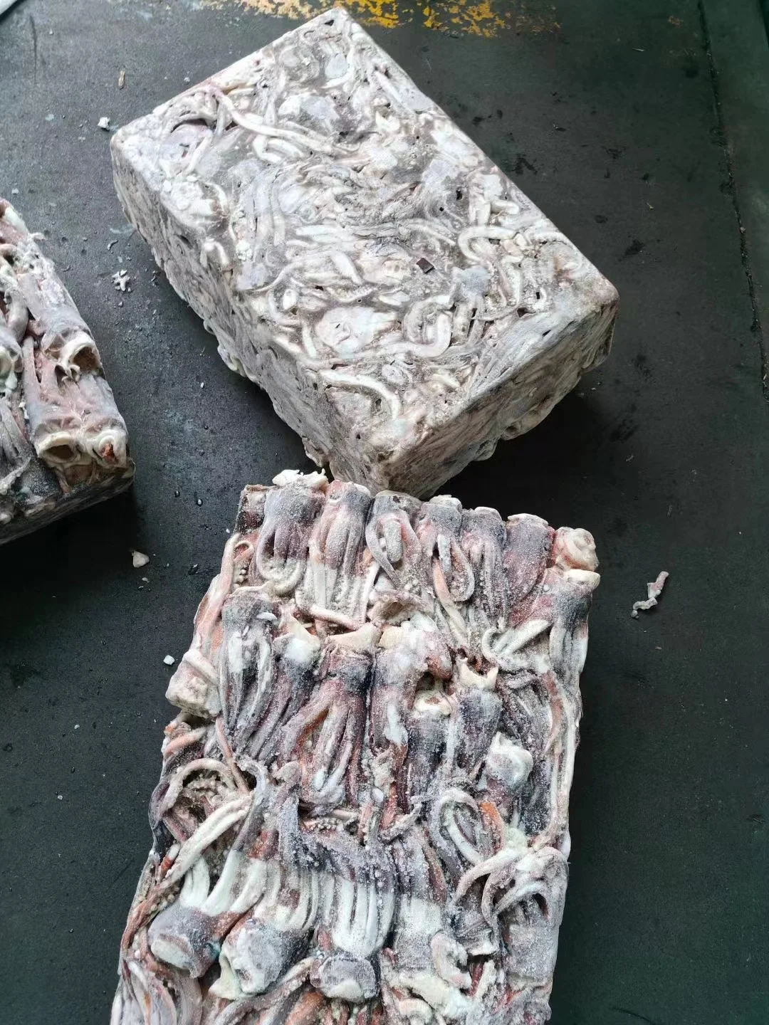 New Arrival Ready Ship BQF Frozen Squid Head Illex Squid