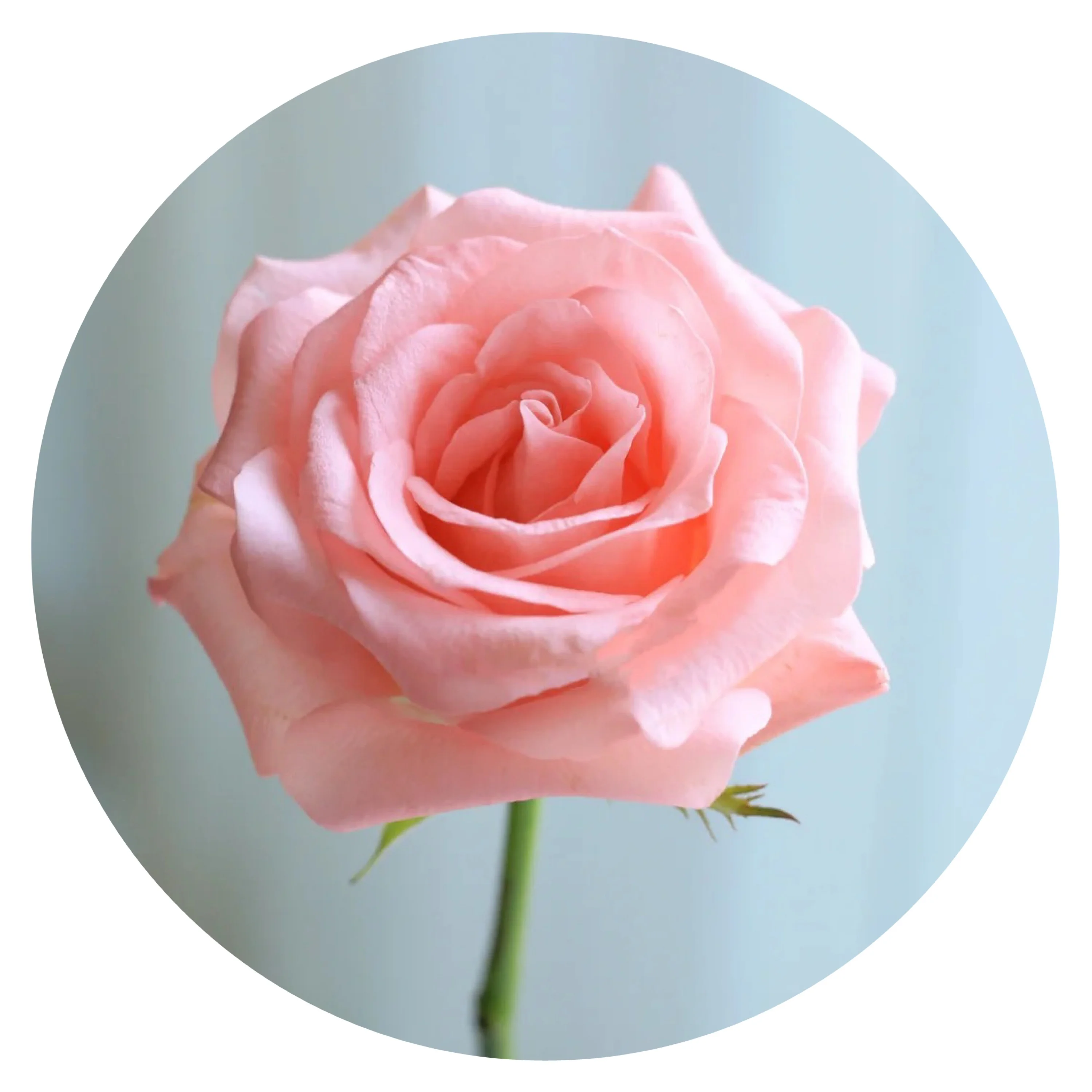 
fresh cutting flowers pink rose Diana by Yunnan Flower Fields directly supply 